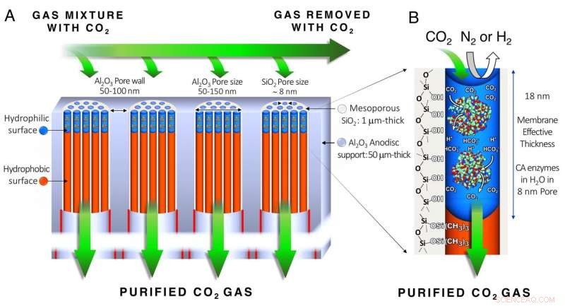 Biomimetic Membrane Eliminates CO₂ and Greenhouse Gases from Coal Smoke