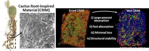 Scientists Harness Cactus Root Mechanics to Engineer Advanced Water‑Retaining Materials