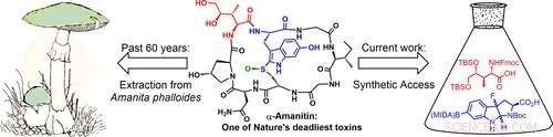 Laboratory Synthesis of the Lethal Mushroom Toxin α‑Amanitin