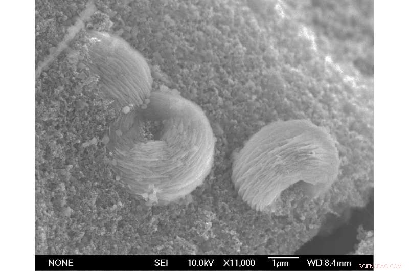 Water‑in‑Salt Electrolytes Deliver Stable Cathodes for Lithium‑Air Batteries