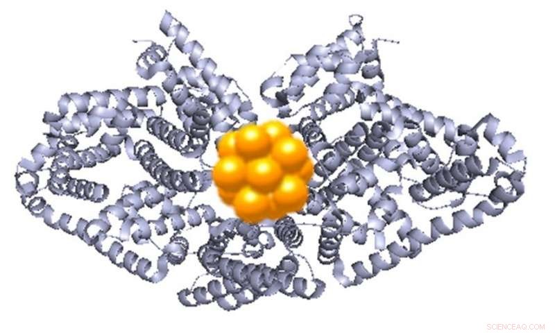 Red‑Luminous Gold‑Protein Clusters Show Promise as Sensitive Environmental & Health Sensors