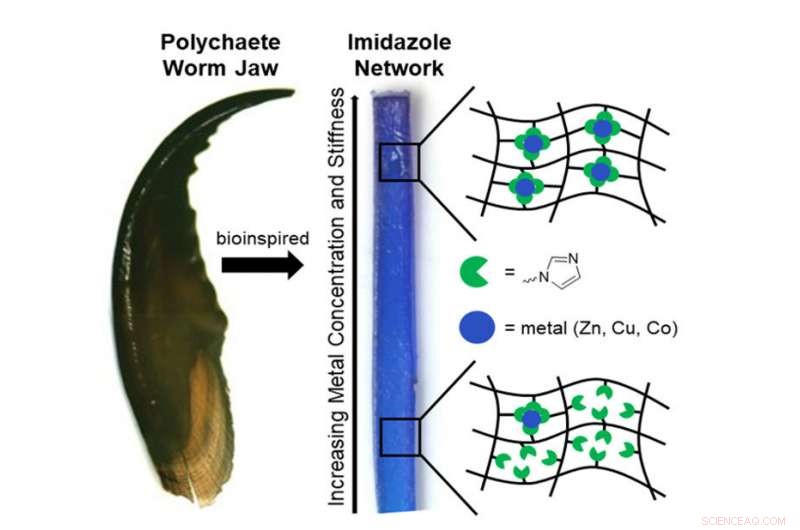 Scientists Replicate Worm s Lethal Jaw to Engineer Resilient Materials