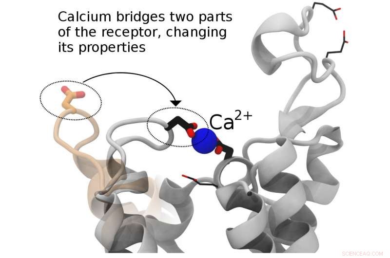 Decoding the Cellular Doorbell: Insights into Intracellular Signaling