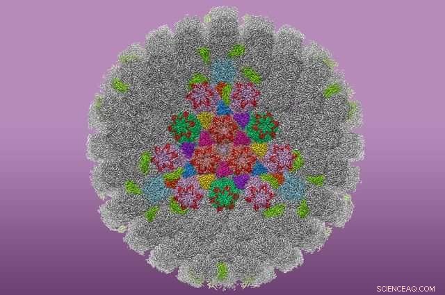 UCLA Breakthrough: Unprecedented 3-D Images of HSV-1 Virus Revealed