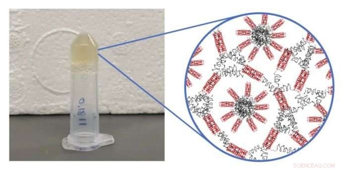 Self-Assembling Protein Hydrogels: A Promising Platform for Advanced Biomedical Applications