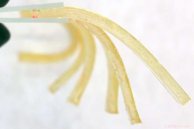 Caffeine‑Catalyzed Gels: A Breakthrough in Flexible Drug Delivery