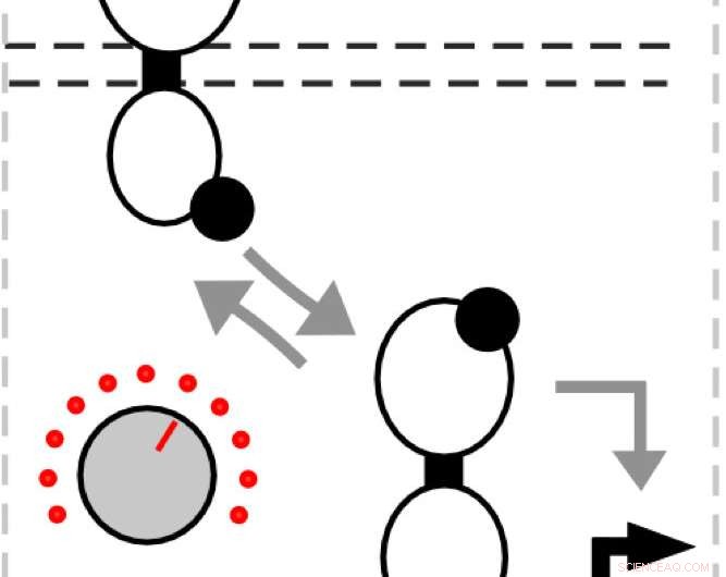 Rice University Innovates: Fine-Tuning Two-Component Biological Sensors for Enhanced Sensitivity