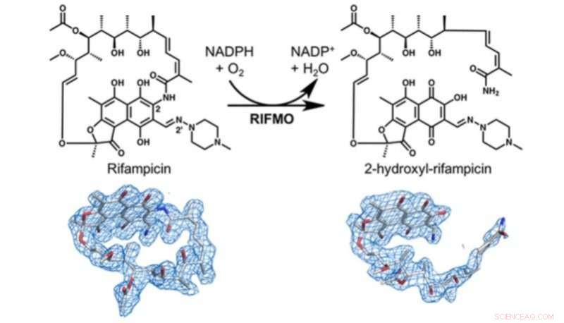 Scientists Uncover Novel Rifampicin Resistance Mechanism in Leprosy and Tuberculosis