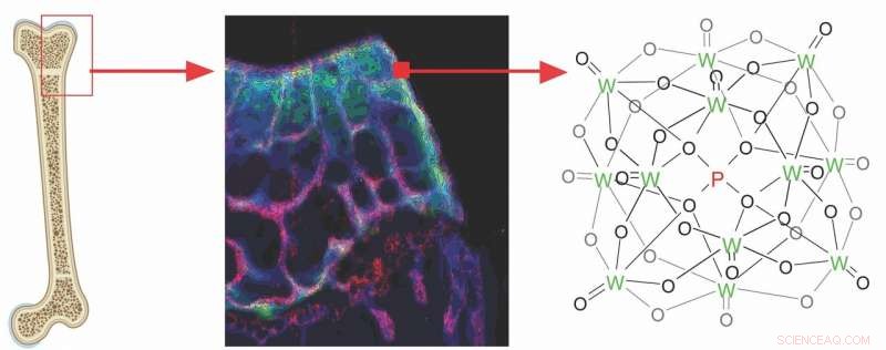 Mouse Study Reveals Tungsten Accumulation Patterns in Bone Tissue