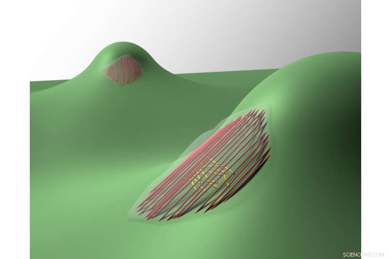 How Cells Respond to Surface Curvature: Insights from Penn Researchers