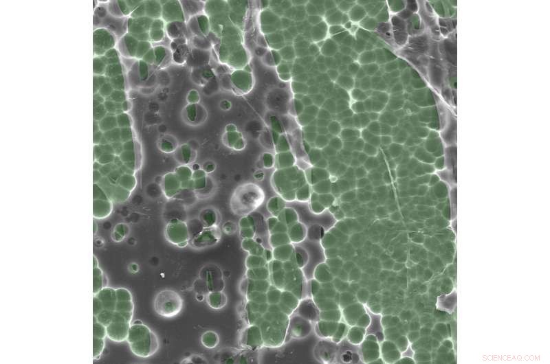 Engineering a Novel Enzyme to Degrade Common Plastics