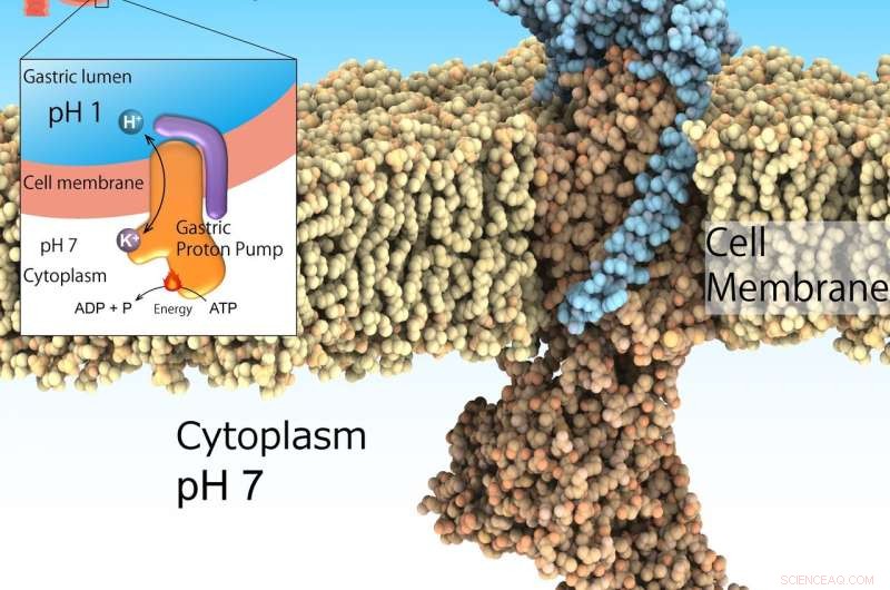 Scientists Reveal Crystal Structure of the Gastric Proton Pump, Unlocking New Insights