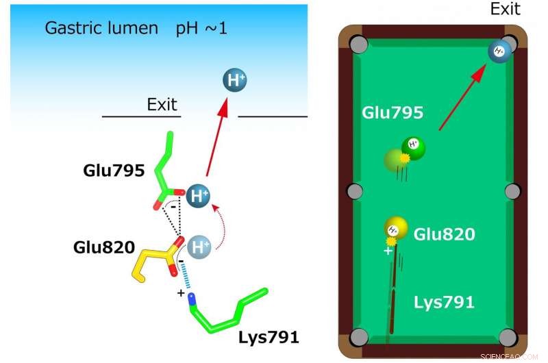 Scientists Reveal Crystal Structure of the Gastric Proton Pump, Unlocking New Insights
