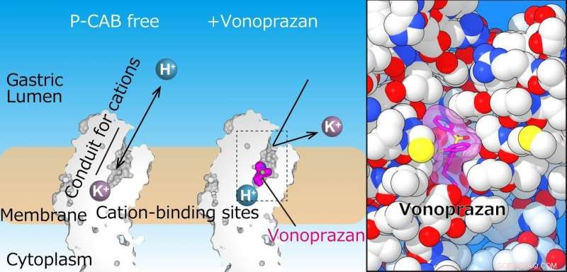Scientists Reveal Crystal Structure of the Gastric Proton Pump, Unlocking New Insights