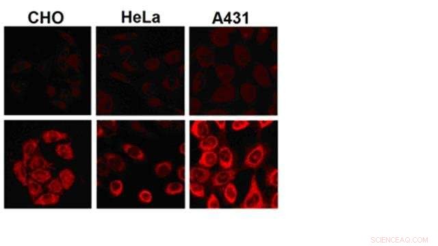 Highly Selective Antitumor Photodynamic Agents Synthesized – A Breakthrough in Cancer Therapy