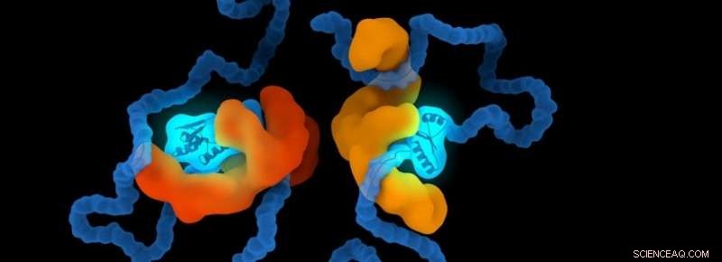 Engineering Protein Structures to Uncover Chaperone-Linked Diseases
