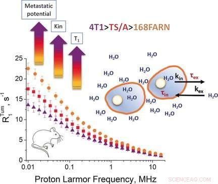 Field‑Cycling Relaxometry: A Non‑Invasive MRI Technique to Evaluate Tumor Aggressiveness via Cellular Water Exchange