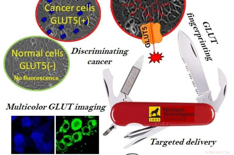 New GLUT5 Fluorescent Probe Reveals Cancer Cell Type and Aggressiveness