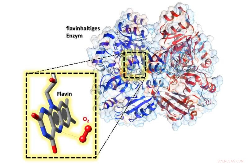 Flavins: The Handy Cofactors that Boost Enzyme Activity