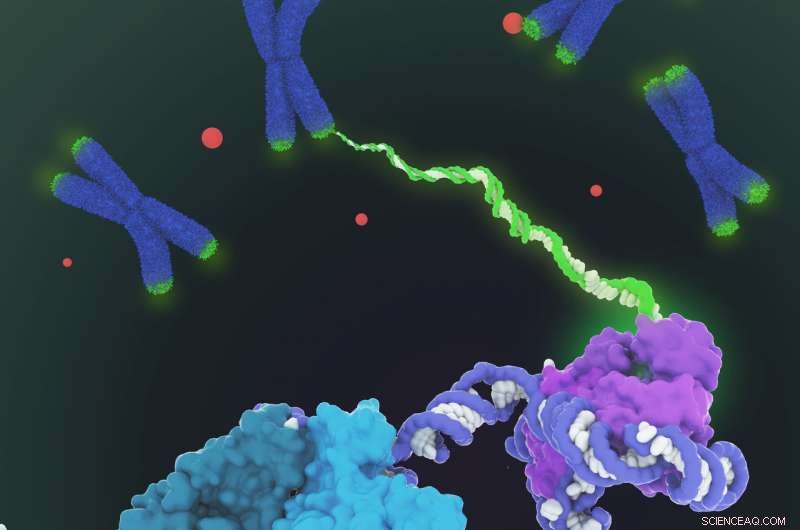Telomerase Structure Unveiled: Paving the Way for Anti-Aging and Cancer Therapies