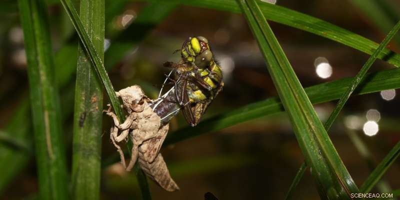 Ancient Dragonfly Wings Inspire Cutting‑Edge, Cost‑Effective Aerogel Insulation