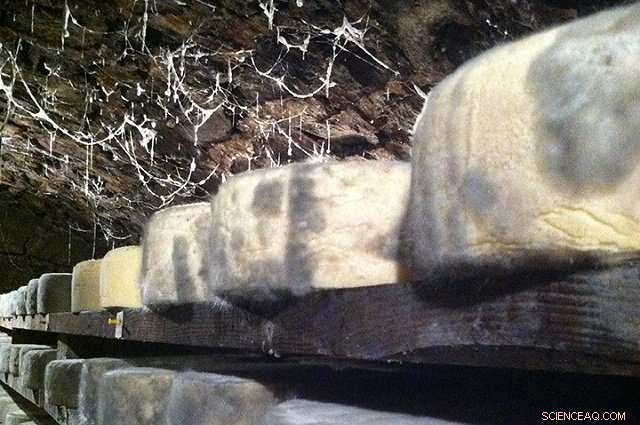 Fungal Highways on Cheese Rinds: Impact on Food Safety and Ripening