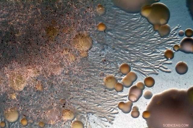 Fungal Highways on Cheese Rinds: Impact on Food Safety and Ripening