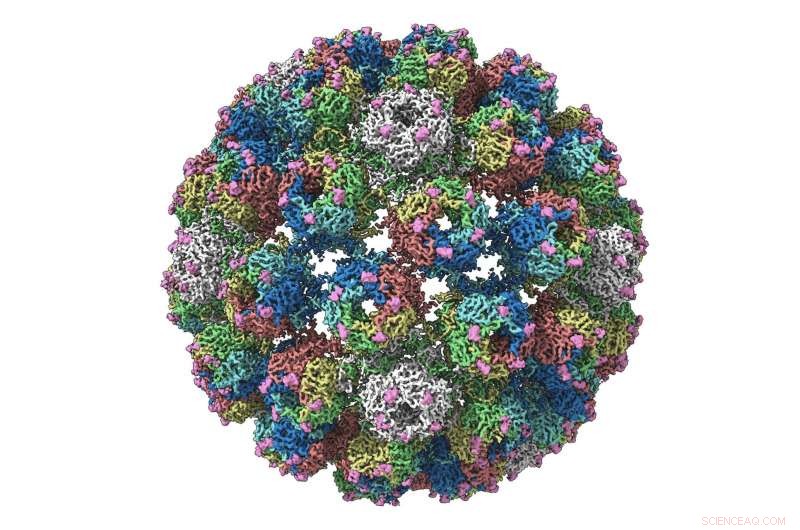 Leeds Researchers Decode Structure of Transplant-Compromising BK Polyomavirus