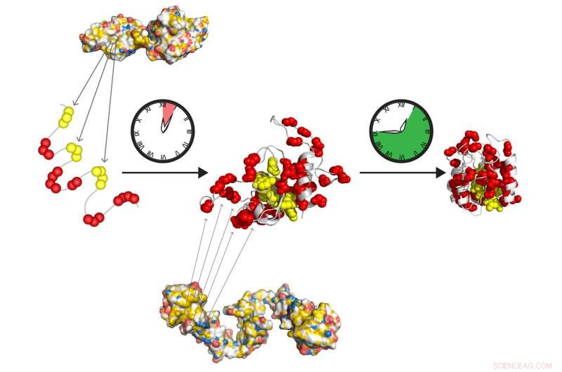 How Hsp70 and Hsp90 Guide Proteins to Their Correct Fold