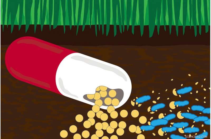 Soil Bacteria Turn Antibiotics into Food—New Path to Clean Contaminated Soil