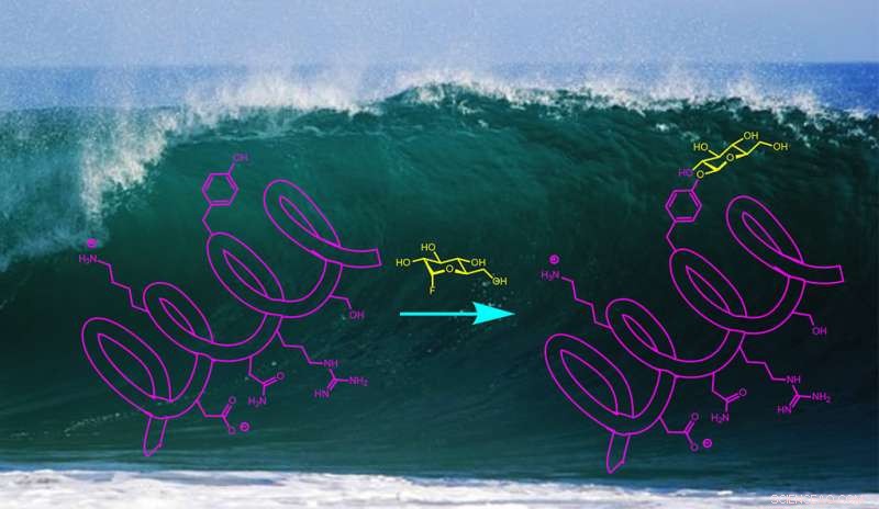 Yale Scientists Reveal Water‑Based Sugar Glycosylation Technique