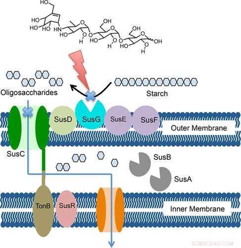 Targeted Technique to Modulate Gut Microbiota Offers New Disease Prevention Pathway
