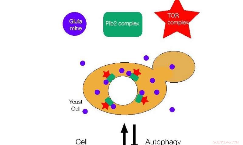 New Discovery: Glutamine Triggers Cell Growth via TOR Complex Activation