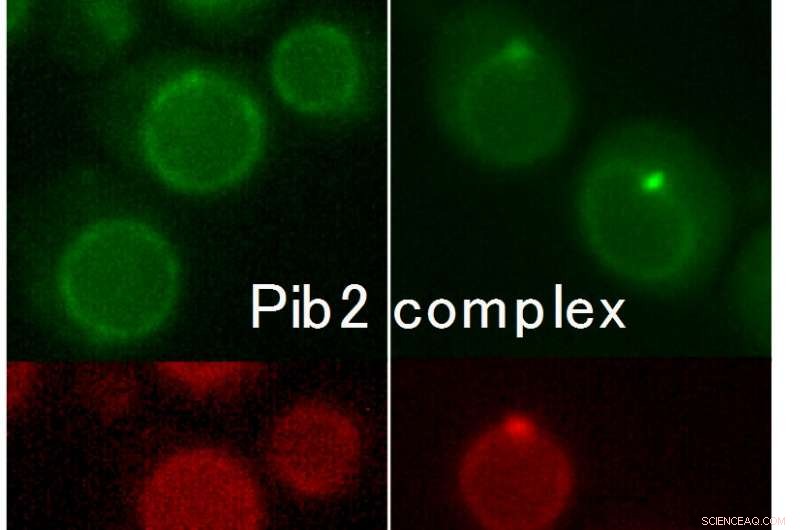 New Discovery: Glutamine Triggers Cell Growth via TOR Complex Activation