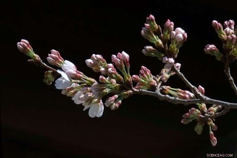 Japanese Scientists Develop Alcoholic Beverage from Wood