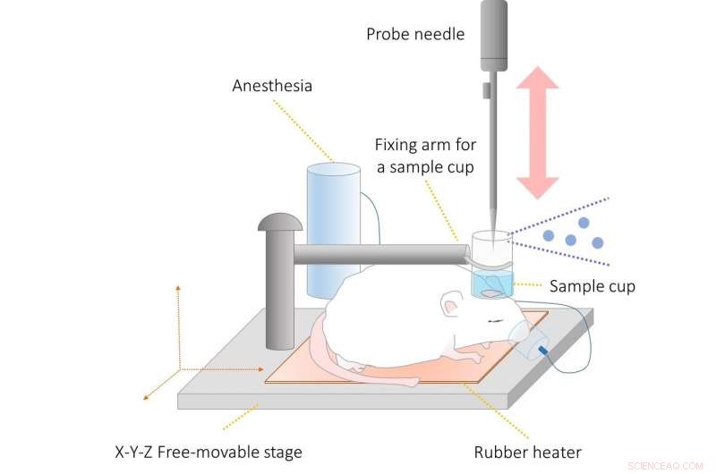 Real-Time Insight into Brain Biochemistry Now Possible