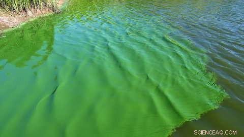 Carbon‑Neutral Biofuel from Green Algae: A Photosynthetic Breakthrough