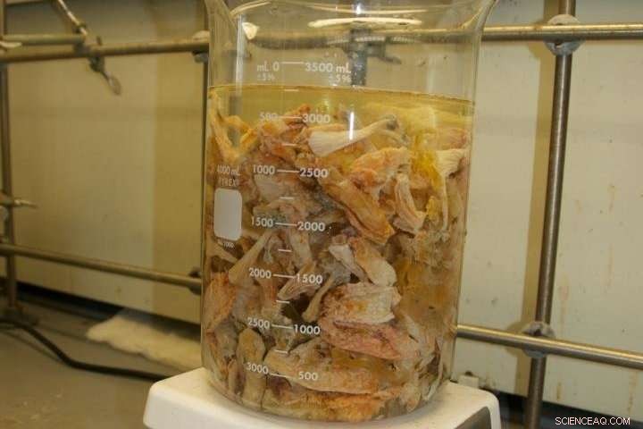 From Pest to Progress: Harnessing an Invasive Species for Advanced Industry & Medical Materials