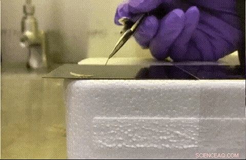 From Pest to Progress: Harnessing an Invasive Species for Advanced Industry & Medical Materials