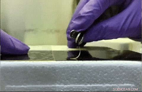 From Pest to Progress: Harnessing an Invasive Species for Advanced Industry & Medical Materials