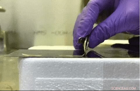 From Pest to Progress: Harnessing an Invasive Species for Advanced Industry & Medical Materials