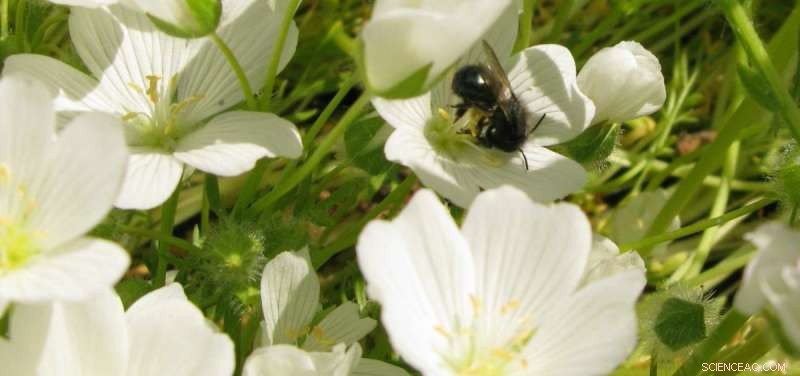 Oilseed Crop Byproducts Offer Natural Sun Protection for Skin