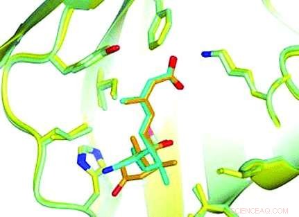 Innovative Plant Hormone Analogues Offer Effective Drought Protection for Crops