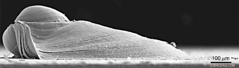 Oysters: One Species, Two Remarkable Adhesive Strategies