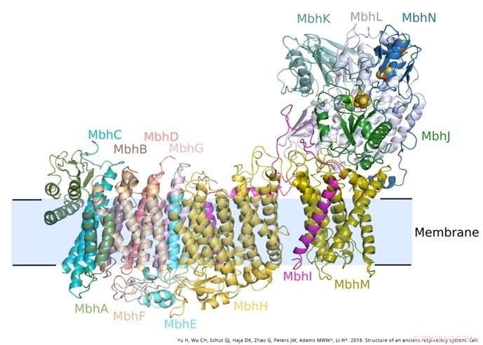 Marine Vent Microbes Unlock Secrets of Human Adaptation to Earth s Changing Atmosphere