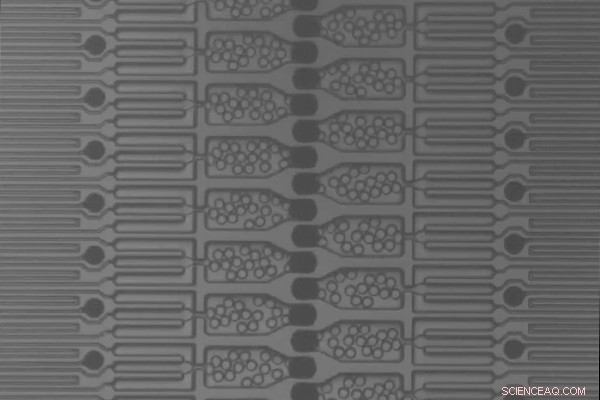 Engineers Achieve 1,000‑Fold Speedup in Microparticle Production for Controlled‑Release Drugs