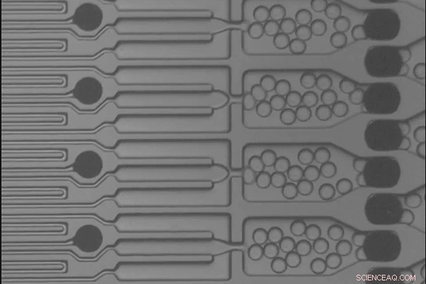 Engineers Achieve 1,000‑Fold Speedup in Microparticle Production for Controlled‑Release Drugs