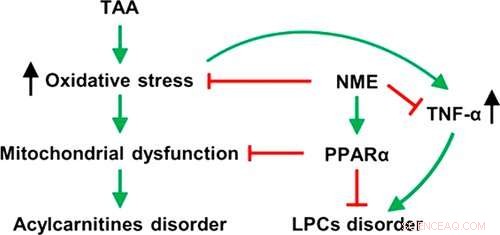 Nutmeg s Hidden Benefits: How It Supports Liver Health