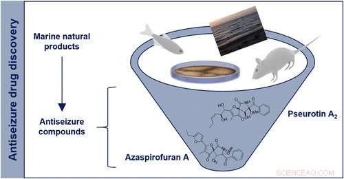Sea-Derived Fungus Uncovers Promising Leads for Novel Epilepsy Therapies