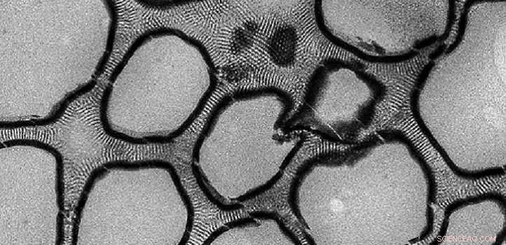 Honeycomb‑Inspired Porous Material Offers Rapid, Safe Pollution Cleanup